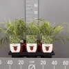 ohgreen Hakonechloa macra