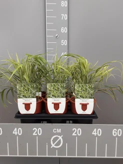 ohgreen Hakonechloa macra