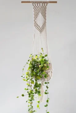 ohgreen Hanger Django