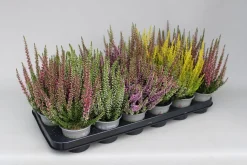 ohgreen Heide Garden Girls