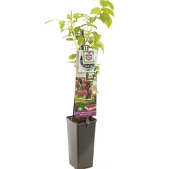 ohgreen Herfst framboos p11