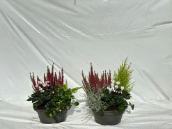 ohgreen Herfstschalen