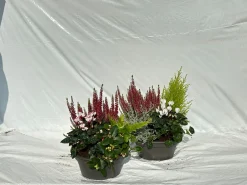 ohgreen Herfstschalen