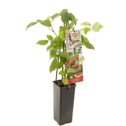 ohgreen Herstframboos p11