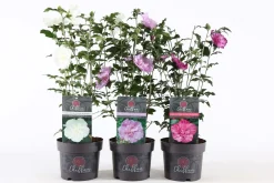 ohgreen Hibiscus syriacus of tuinhibiscus p19 h60