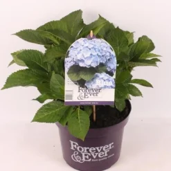 ohgreen Hortensia forever & ever blauw p23