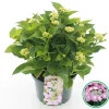 ohgreen Hortensia macrophylla p23