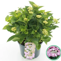 ohgreen Hortensia macrophylla p23