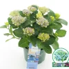 ohgreen Hortensia magical revolution blauw p23