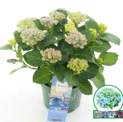 ohgreen Hortensia magical revolution blauw p23