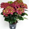 ohgreen Hortensia rembrand rood p15 h40