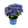 ohgreen Hortensia royal collection p20