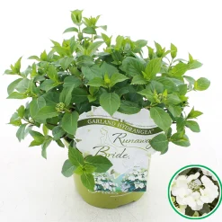 ohgreen Hortensia runaway bride ( Slingerhortensia )