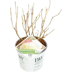 ohgreen Hortensia strong annabelle p19 h45 sterke takken, die rechtop blijven