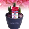 ohgreen Hyacinthus orientalis red