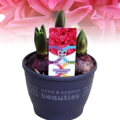 ohgreen Hyacinthus orientalis red