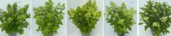 ohgreen Hydrangea paniculata