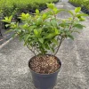 ohgreen Hydrangea paniculata 'Bobo'