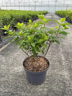 ohgreen Hydrangea paniculata 'Bobo'