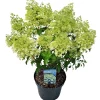 ohgreen Hydrangea paniculata 'Bobo'