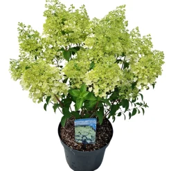 ohgreen Hydrangea paniculata 'Bobo'