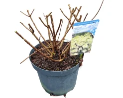 ohgreen Hydrangea paniculata 'Bobo'