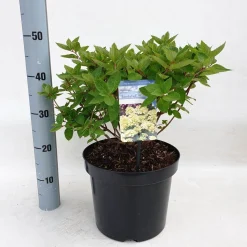 ohgreen Hydrangea paniculata 'Bombshell'