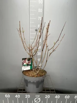 ohgreen Hydrangea paniculata 'Candlelight'