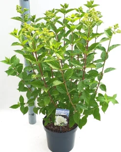 ohgreen Hydrangea paniculata 'Limelight'