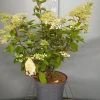 ohgreen Hydrangea paniculata 'Phantom'
