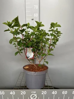 ohgreen Hydrangea paniculata 'Silver Dollar'