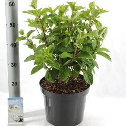 ohgreen Hydrangea paniculata 'Silver Dollar'