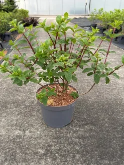 ohgreen Hydrangea paniculata 'Sundae Fraise'