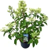ohgreen Hydrangea paniculata 'Wim's Red'