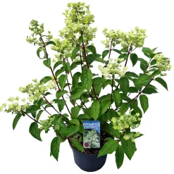 ohgreen Hydrangea paniculata 'Wim's Red'