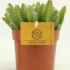 ohgreen Hylocereus undatus