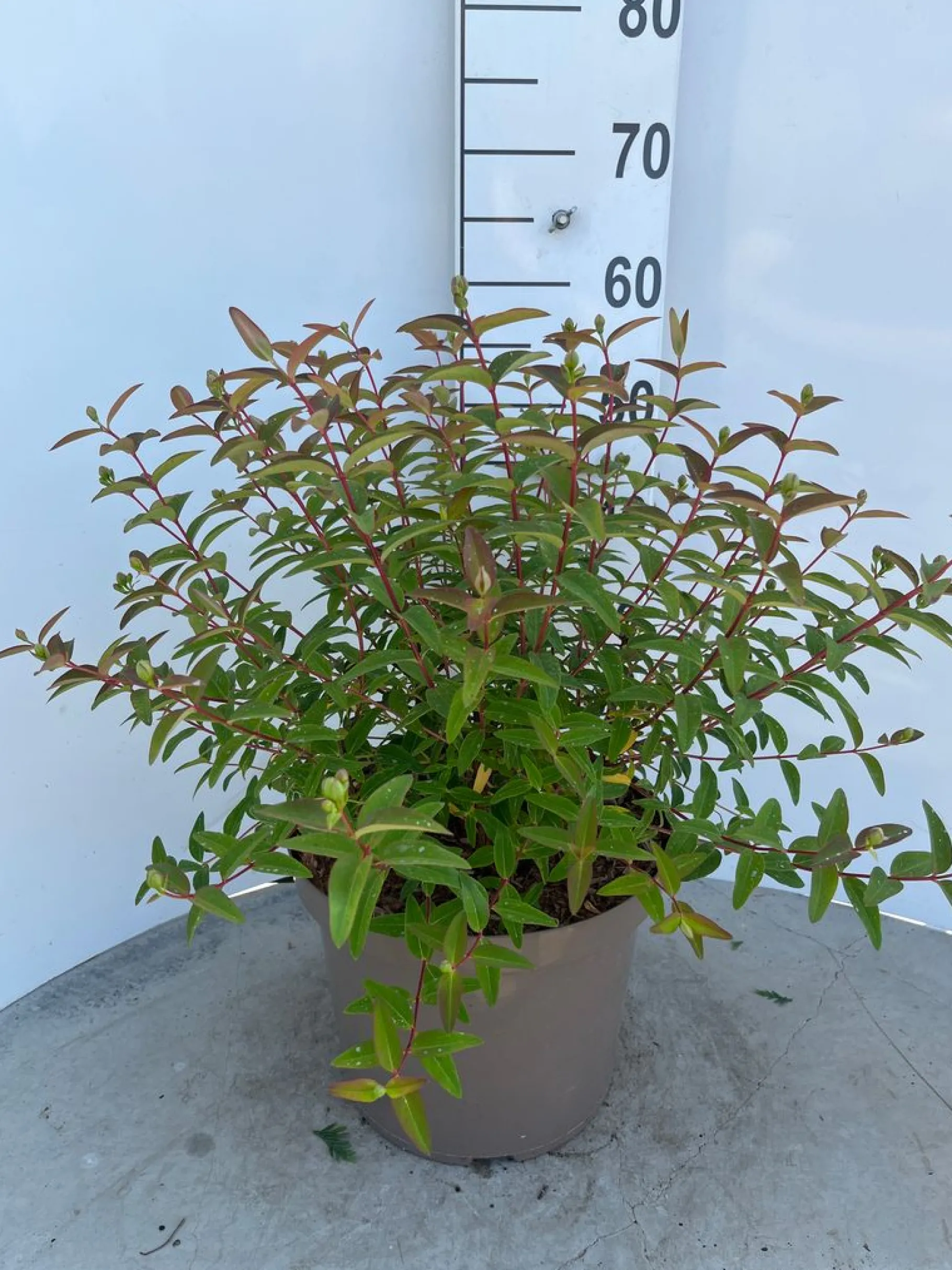 ohgreen Hypericum Hidcote ( Herfsthooi )