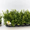 ohgreen Ilex of hulst 'dark green' struik 10-12 cm in een p9 pot