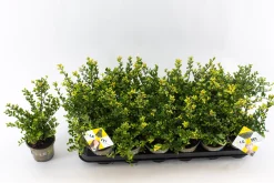 ohgreen Ilex of hulst 'dark green' struik 10-12 cm in een p9 pot