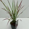 ohgreen Imperata cylindrica Red Baron ( Japans bloedgras )