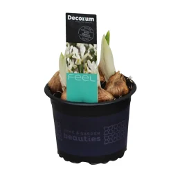 ohgreen Iris reticulata Louise