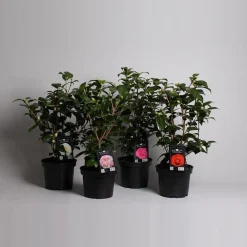 ohgreen Japanse camelia p19