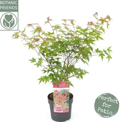 ohgreen Japanse esdoorn "beni-maiko"p19 h50