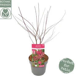 ohgreen Japanse esdoorn "beni-maiko"p19 h50