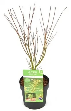 ohgreen Japanse esdoorn butterfly p19 h50