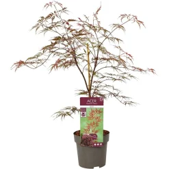 ohgreen Japanse esdoorn garnet p19 h50