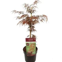 ohgreen Japanse esdoorn garnet p19 h50