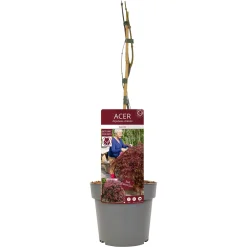 ohgreen Japanse esdoorn garnet p19 h50