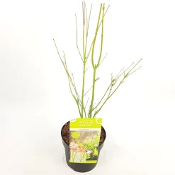 ohgreen Japanse esdoorn going green p19