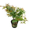 ohgreen Japanse esdoorn little princ p19 h40